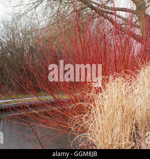 Salix alba - subsp vitellina `Britzensis' AGM   TRS107306 Stock Photo